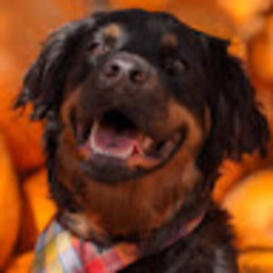 Meet your Posher, Jeesh